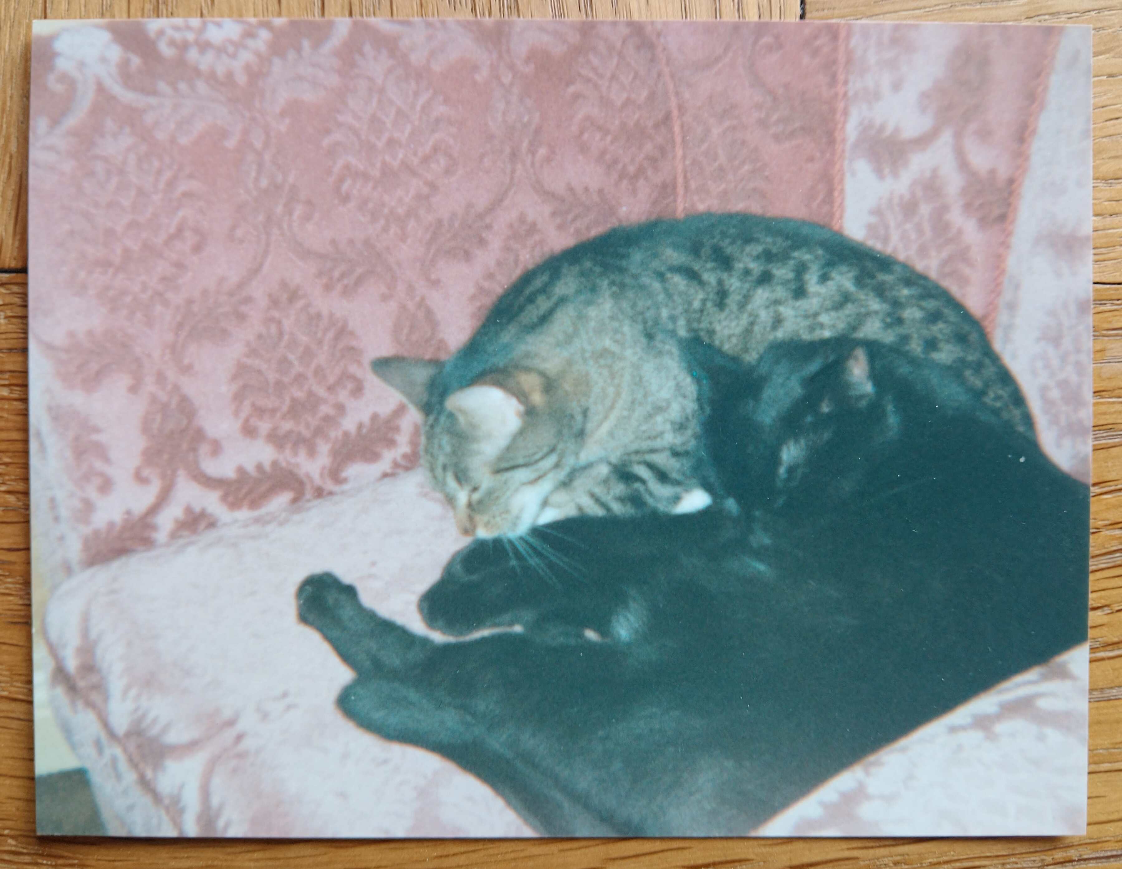 Habe ich in den 1980rn in der Katzbachstraße als Katzenbabies gefunden.